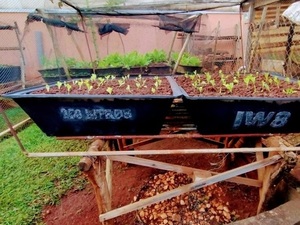 Foto - Caixa Horta suspensa Verduras Temperos Hortaliças