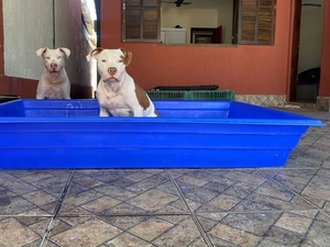 Foto - Piscinas Pet para Cachorros e outros Animais de Estimação Pequenos ou Grandes